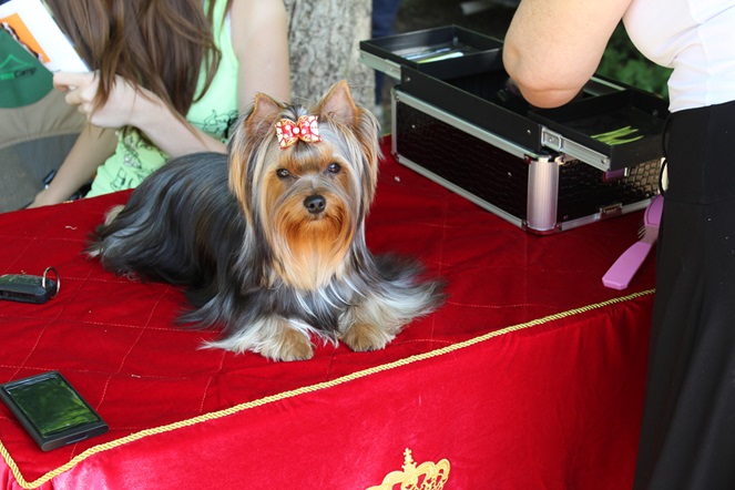 Durrer DURRER`S TIMELESS CONTENDER &mdash; Labaza DogPedigree YorkshireTerrier